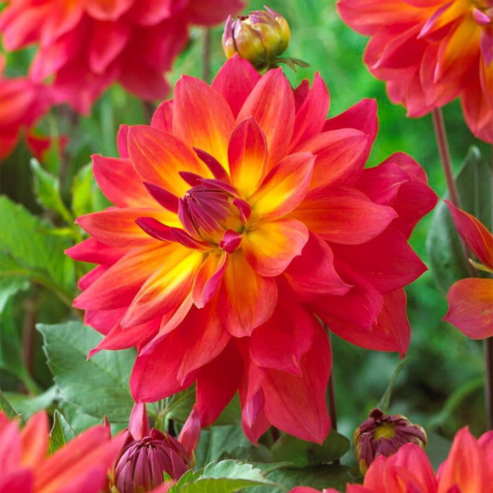 Firepot Decorative Dahlia Flower Bulbs, Bare Roots (Bag of 4) - Hercitys