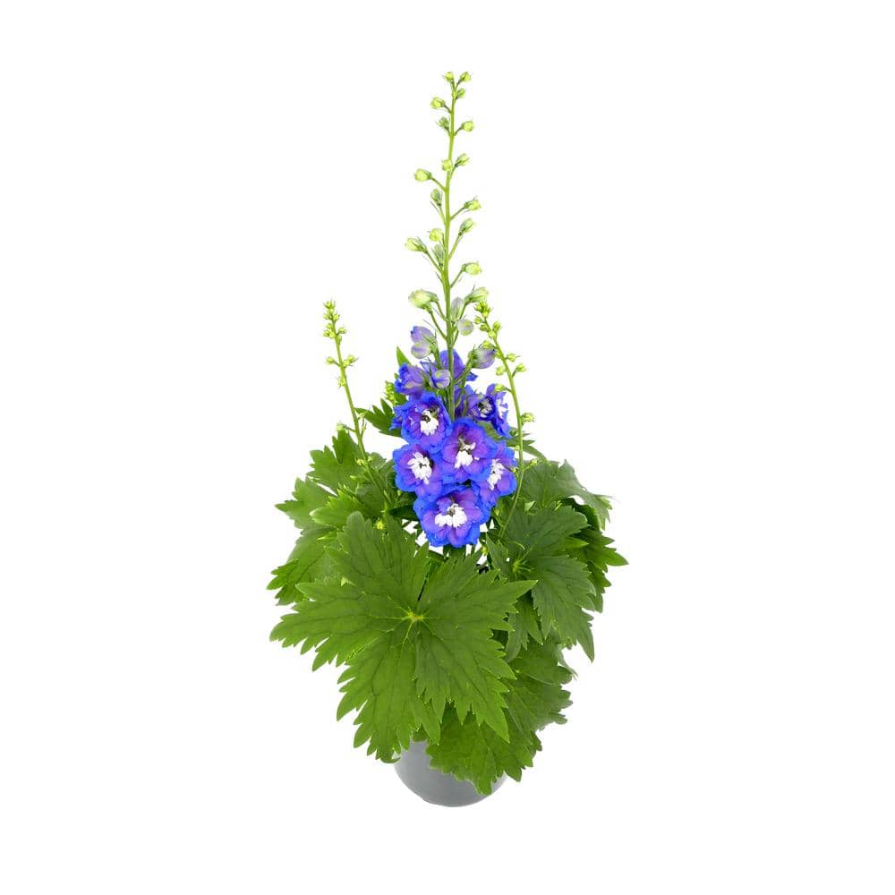 Perennial Delphinium Blue 2.5 qt. - Hercitys