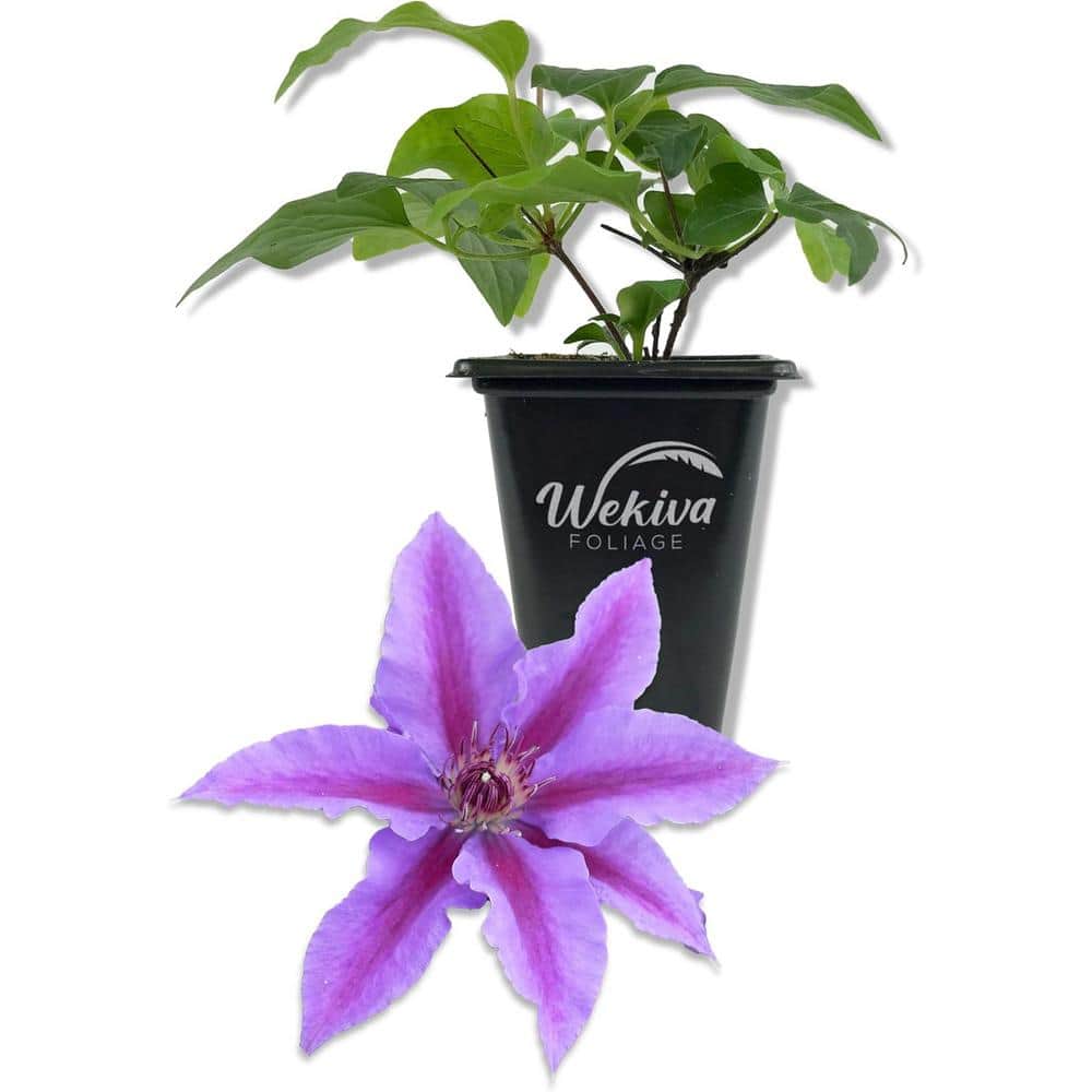 Clematis INES-Live Starter Plant in a 2 Inch Growers Pot-Starter Plants Ready for The Garden - Hercitys