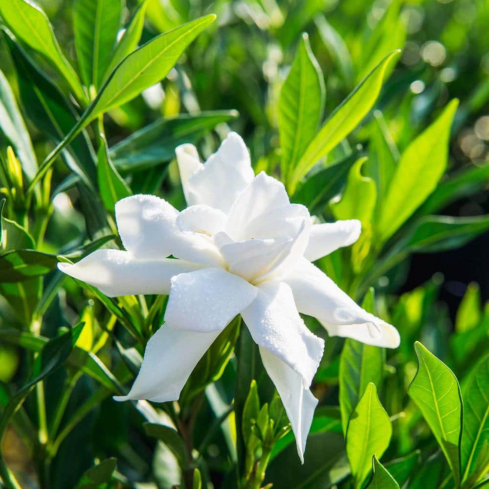 Frostproof Gardenia Plant in 1 gal. Grower’s Pot, Fragrant White Flowers - Hercitys