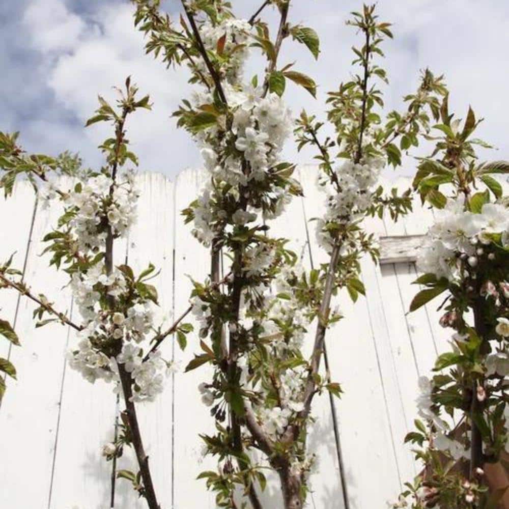 7 Gal. Lapins Cherry Tree - Hercitys