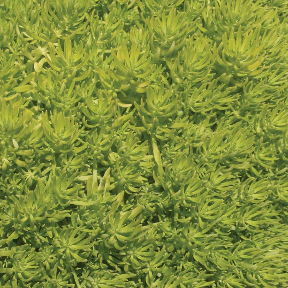 7 in. Royale Lemon Coral Stonecrop (Sedum Mexicanum) Live Annual Plant with Chartreuse Green Foliage - Hercitys