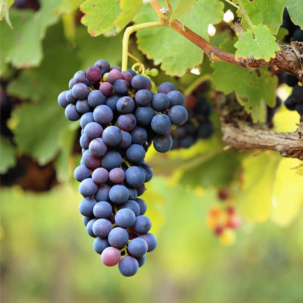 Mars Grape Vine Plant in 3 Gal. Grower’s Pot, Delicious Dark Purple Fruit - Hercitys