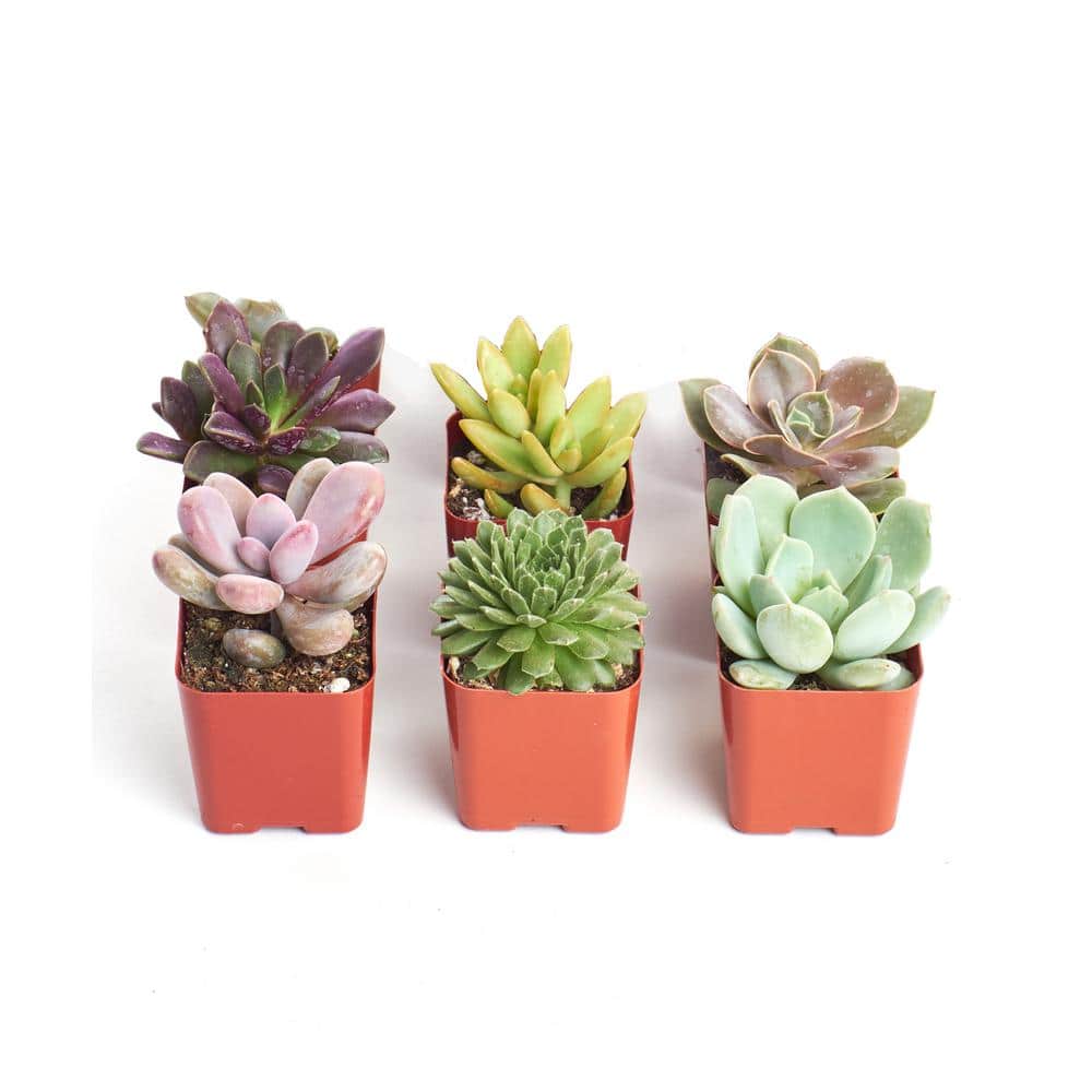 Unique Assortment of Hand Selected Fully Rooted Live Indoor Succulent Plants (6-Pack) - Hercitys