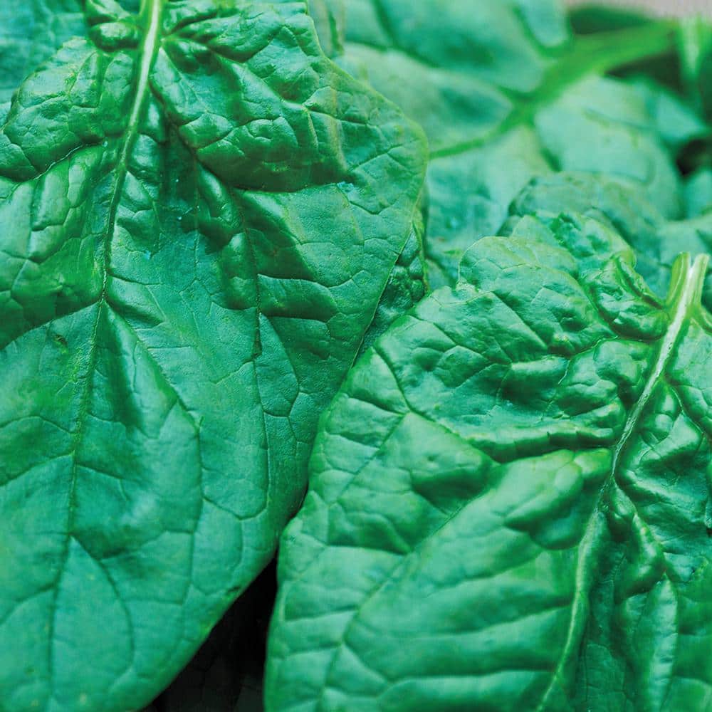 Superfood Salad Mix Seed (100-Pack) - Hercitys