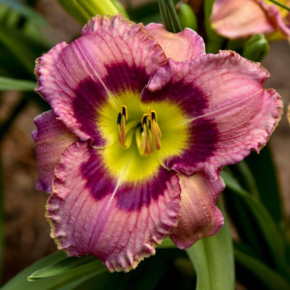 Bare Root Daylily Always Afternoon (3-Pack) - Hercitys