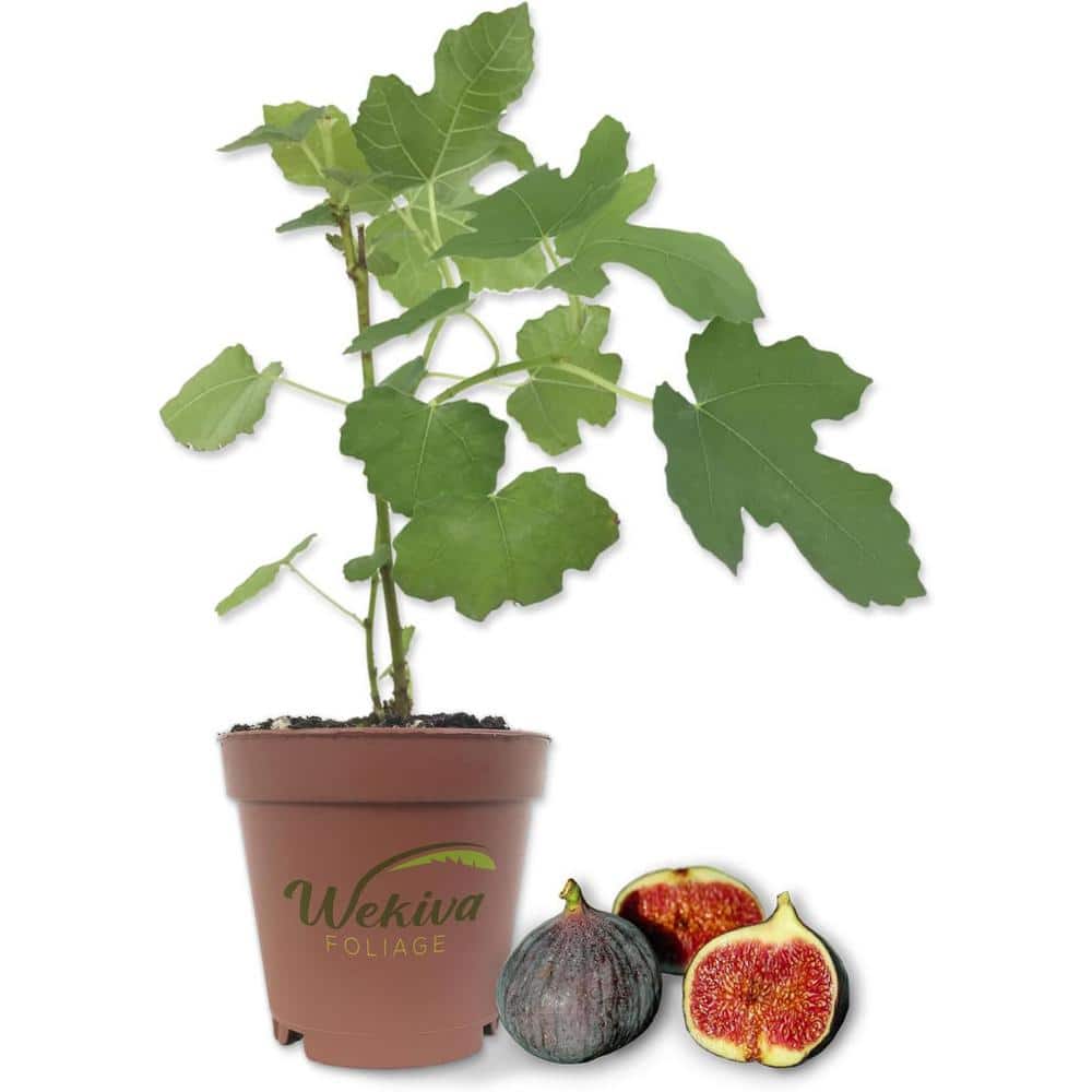 Chicago Hardy Fig Tree-Live Plant in a 2 in. Pot-Ficus Carica-Edible Fruit Tree for The Patio and Garden - Hercitys