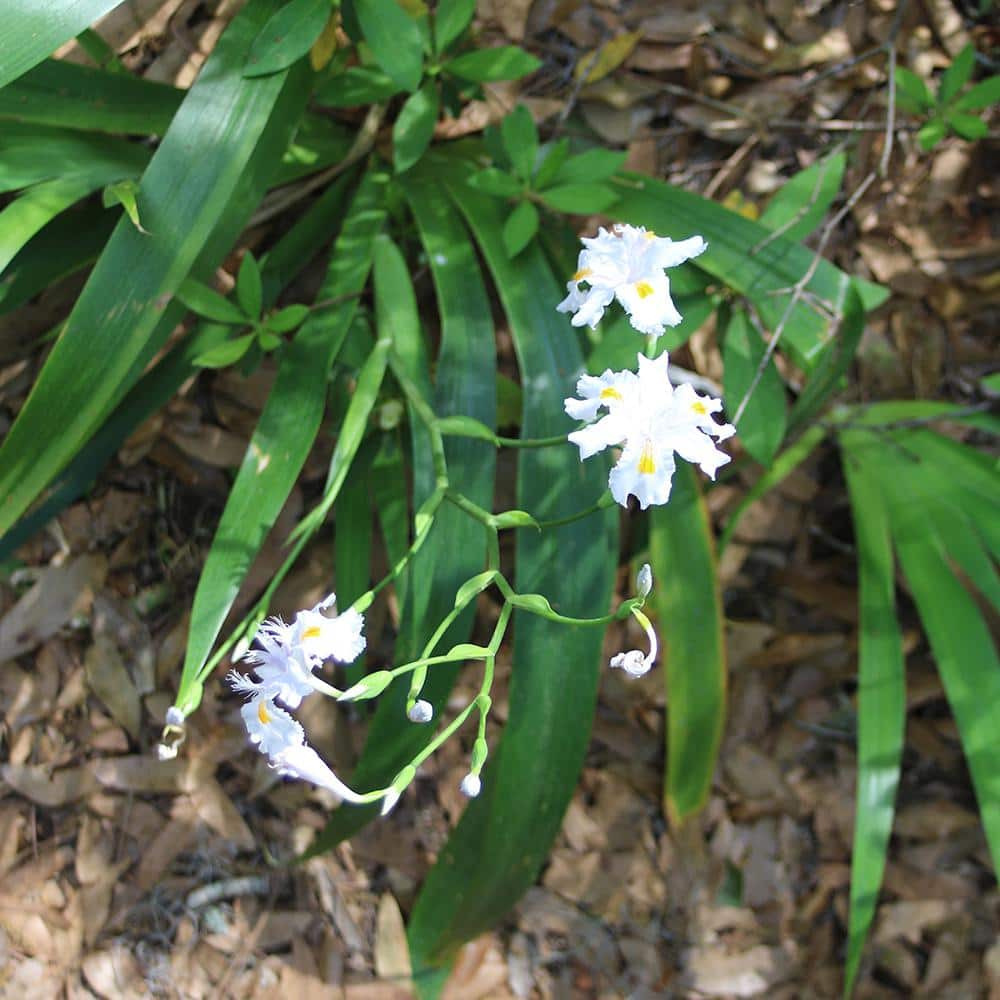 White African Iris Flowering Shrub in 1 Gal. Grower’s Pot - Hercitys