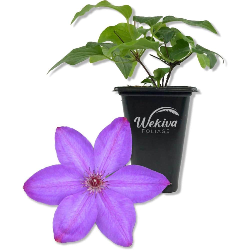 Clematis Elsa Spath-Live Starter Plant in a 2 Inch Growers Pot-Starter Plants Ready for The Garden - Hercitys
