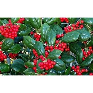 7 Gal. Burford Dwarf Holly Evergreen Tree - Hercitys