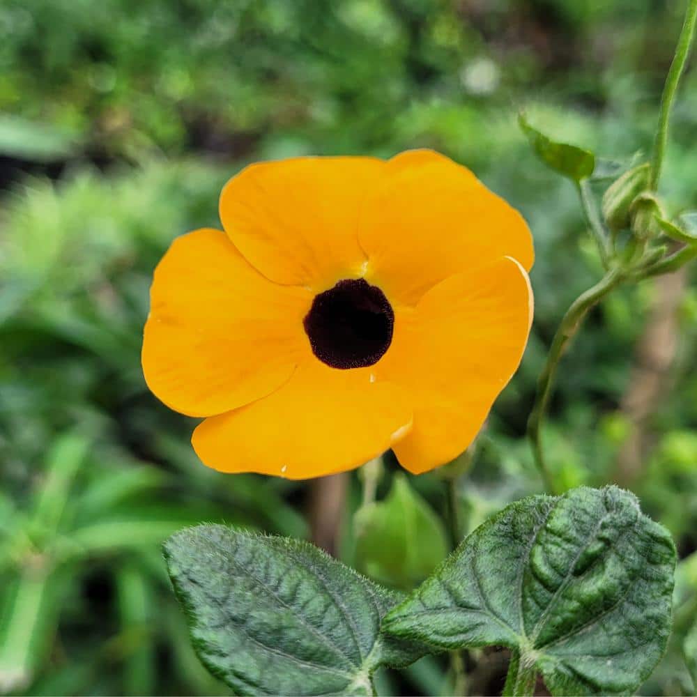 Bag O’Blooms Black Eyed Susan Vine, DIY Seed Kit, Yellow and Black Flowers (1-Packet) - Hercitys