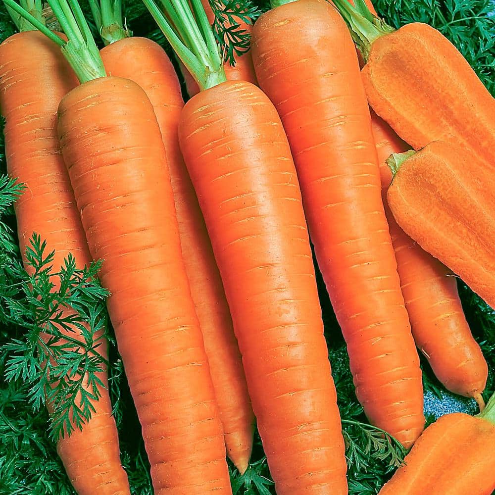 Carrot Napoli Hybrid Seed Tape, Includes 2 Seed Tapes Each 7.50 ft. L - Hercitys