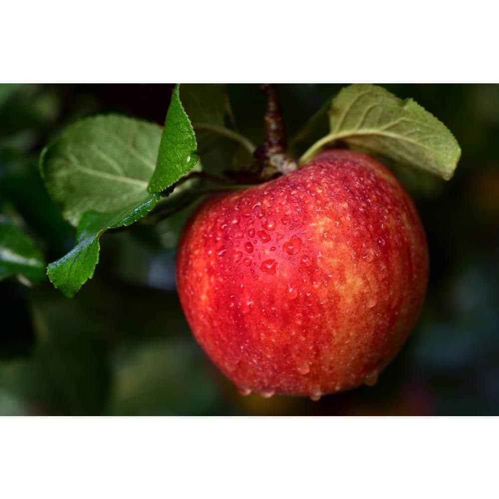 Cold Hardy Autumn-Ripening Incredibly Sweet Apples Prairie Spy Apple Tree (Bare-Root, 3 ft. to 4 ft. Tall 2-Years Old) - Hercitys