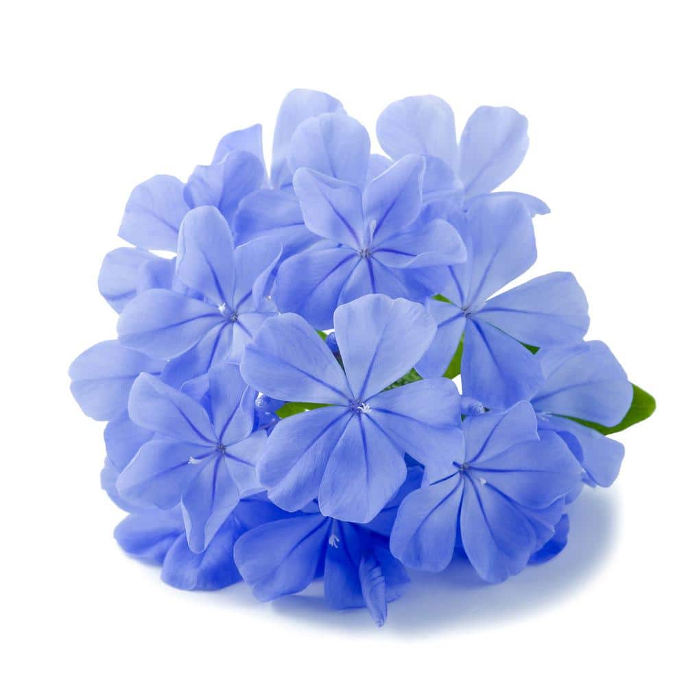 Blue Plumbago Capensis Outdoor Plant Garden Perennial Evergreen with Lavender-Blue Blooms in 2.5 qt. Grower Pot - Hercitys
