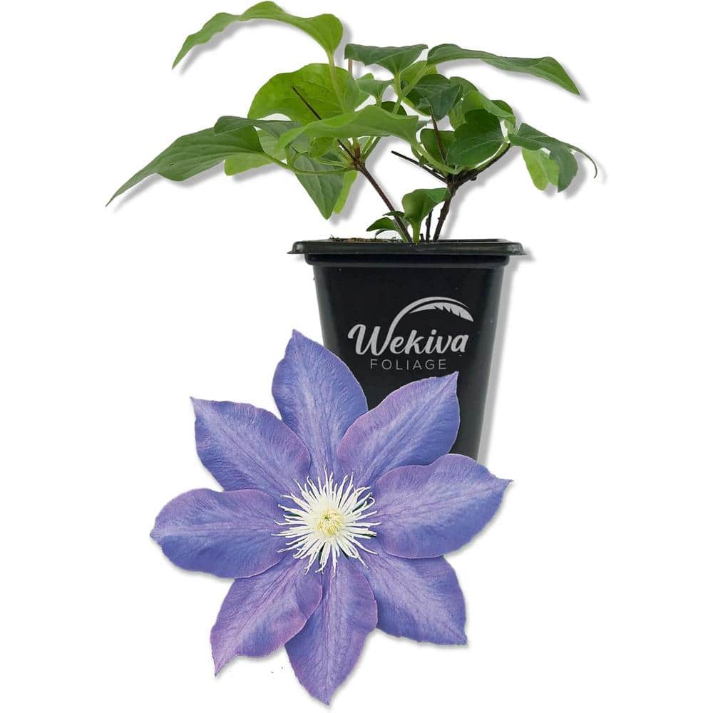Clematis HF Young-Live Starter Plant in a 2 Inch Growers Pot-Starter Plants Ready for The Garden-Rare Clematis - Hercitys