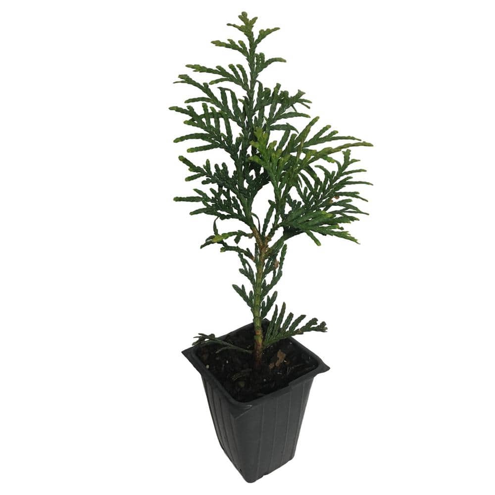 Green Giant Arborvitae, 4-Plants in 4-Separate 2.5 in. Containers 6 in. to 14 in. Tall - Hercitys