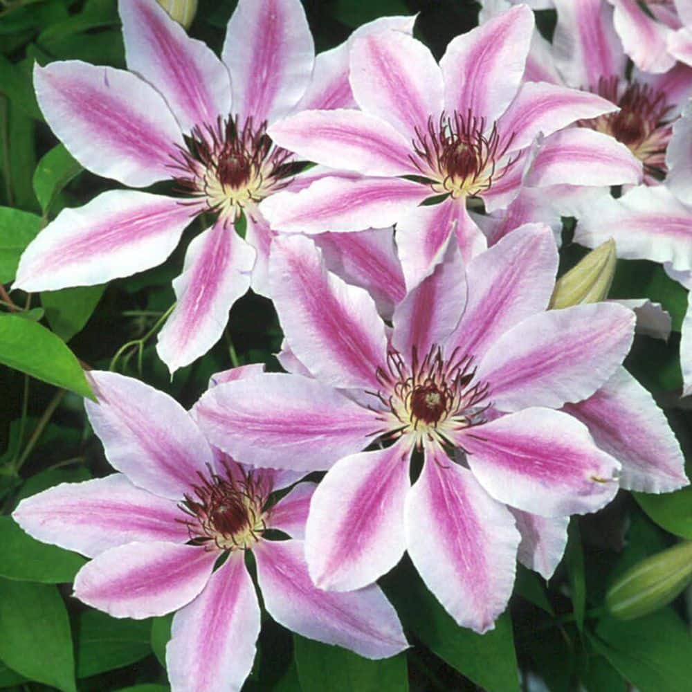 Clematis Nelly Moser-Live Plant in a 4 in. Growers Pot-Bold and Beautiful Starter Flowering Vine - Hercitys