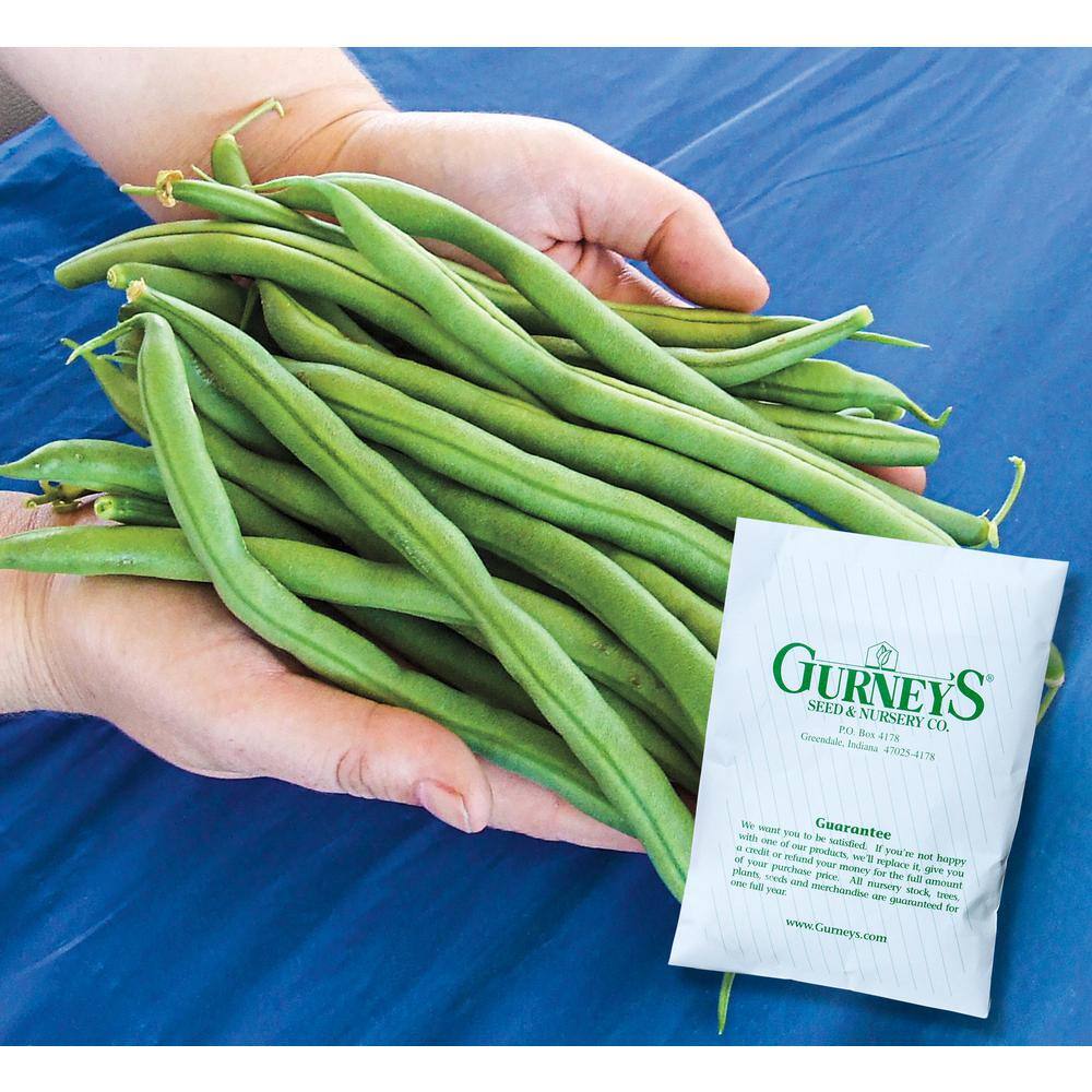 Bush Bean The Hulk Vegetable Seed (2 oz. Packet) - Hercitys