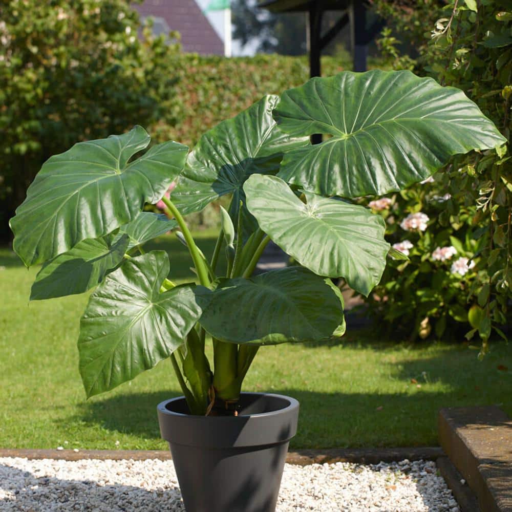 7/9 in. Alocasia Odora Elephant Ear Bulbs (Bag of 1) - Hercitys