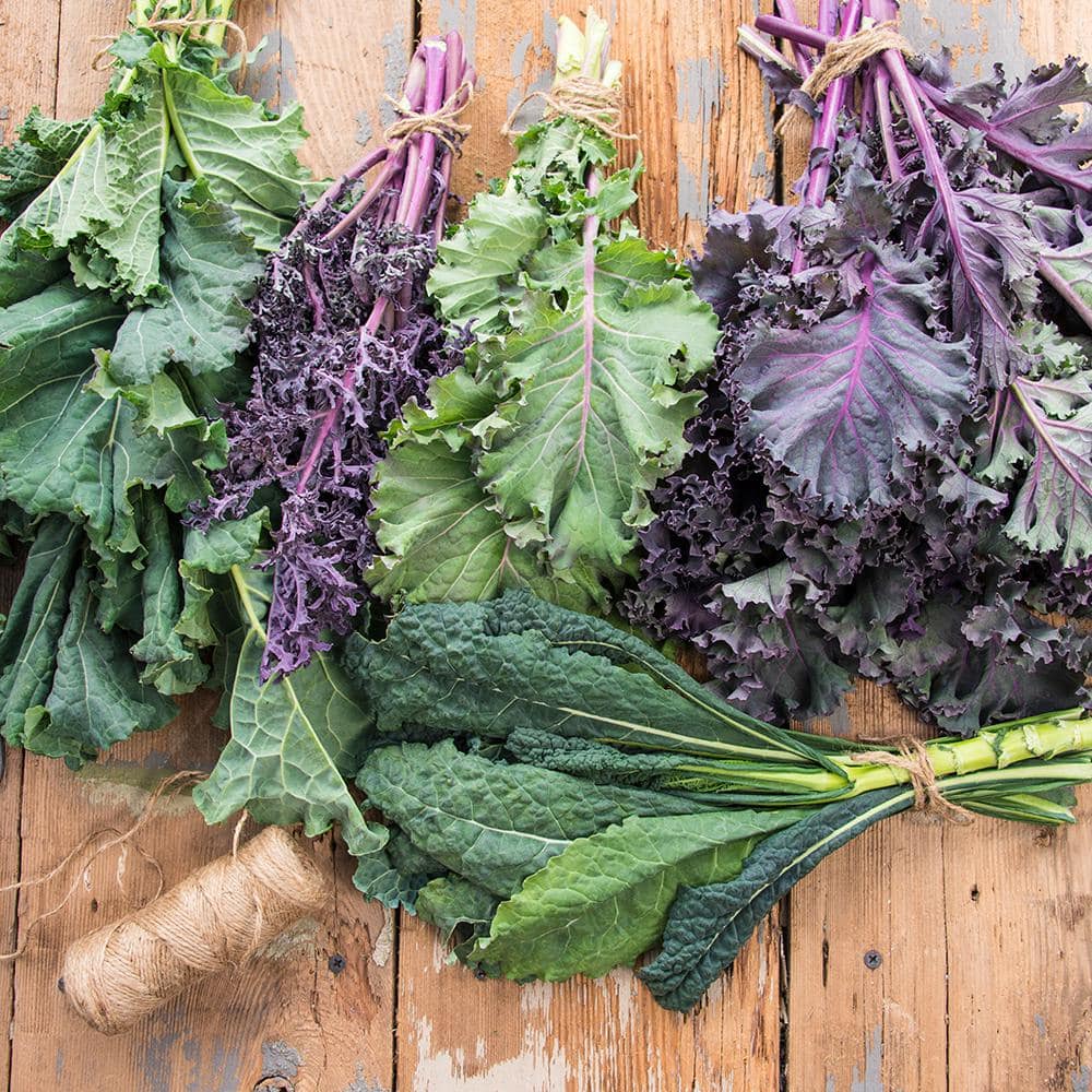 Kale Winter Wonderland Mixtur 15 ft. Seed Tape - Hercitys