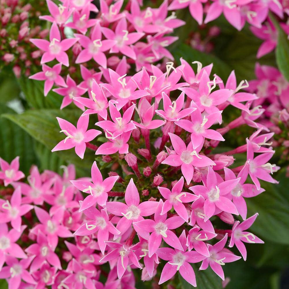 Pink Pentas Star Flower Outdoor Garden Landscaping Perennial Plant in 2.5 qt. Grower Pot - Hercitys