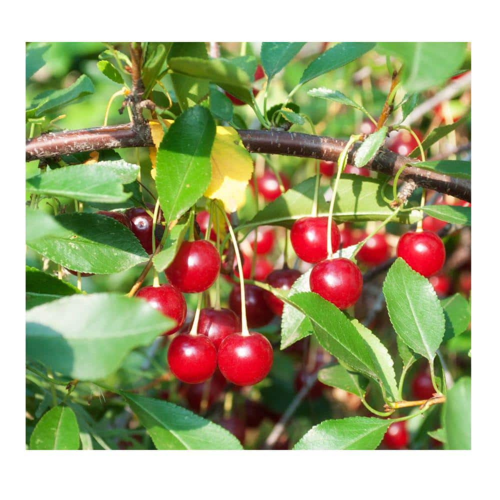 7 Gal. Bing Cherry Tree - Hercitys