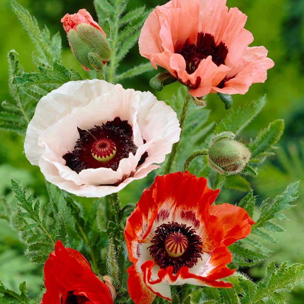 Poppies Mixed Roots (Pack of 5) - Hercitys