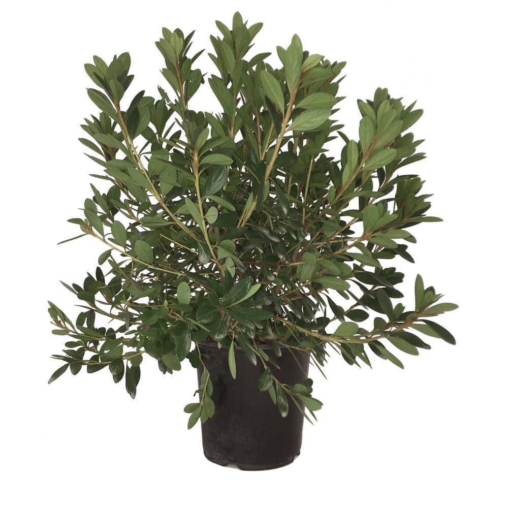 Azalea Karen Plant - Hercitys