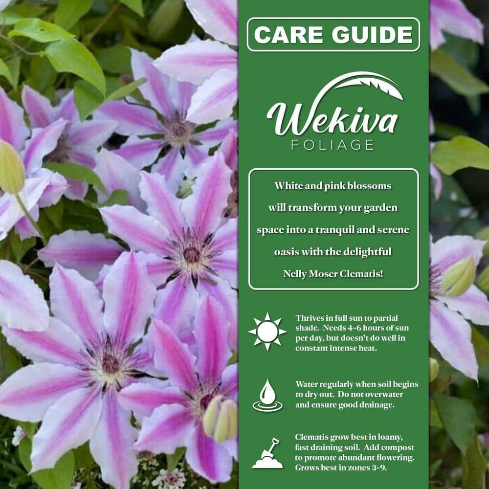 Clematis Nelly Moser-Live Plant in a 4 in. Growers Pot-Bold and Beautiful Starter Flowering Vine - Hercitys