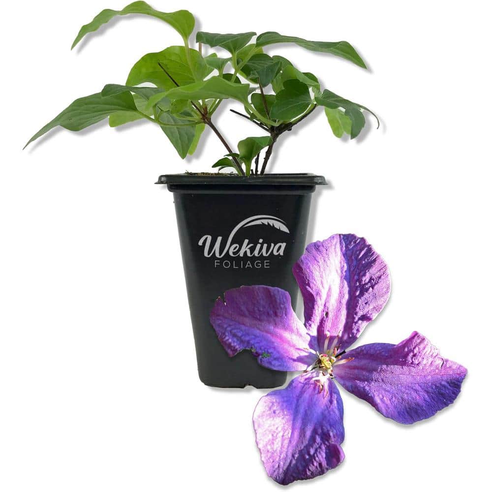 Clematis Polish Spirit-Live Starter Plant in a 2 Inch Growers Pot-Starter Plants-Rare Clematis for Collectors - Hercitys