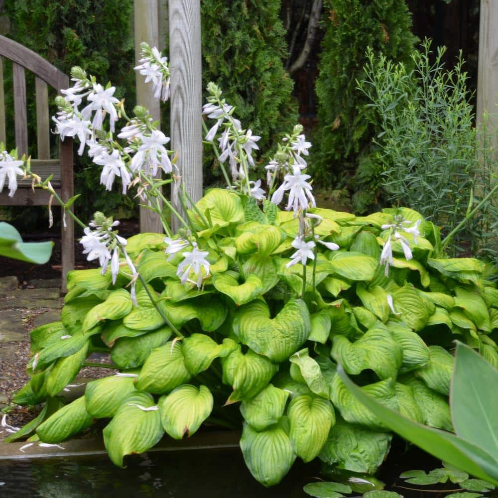 Bare Root Guacamole Hosta Perennial Plant with Green Foliage ( 3-piece ) - Hercitys