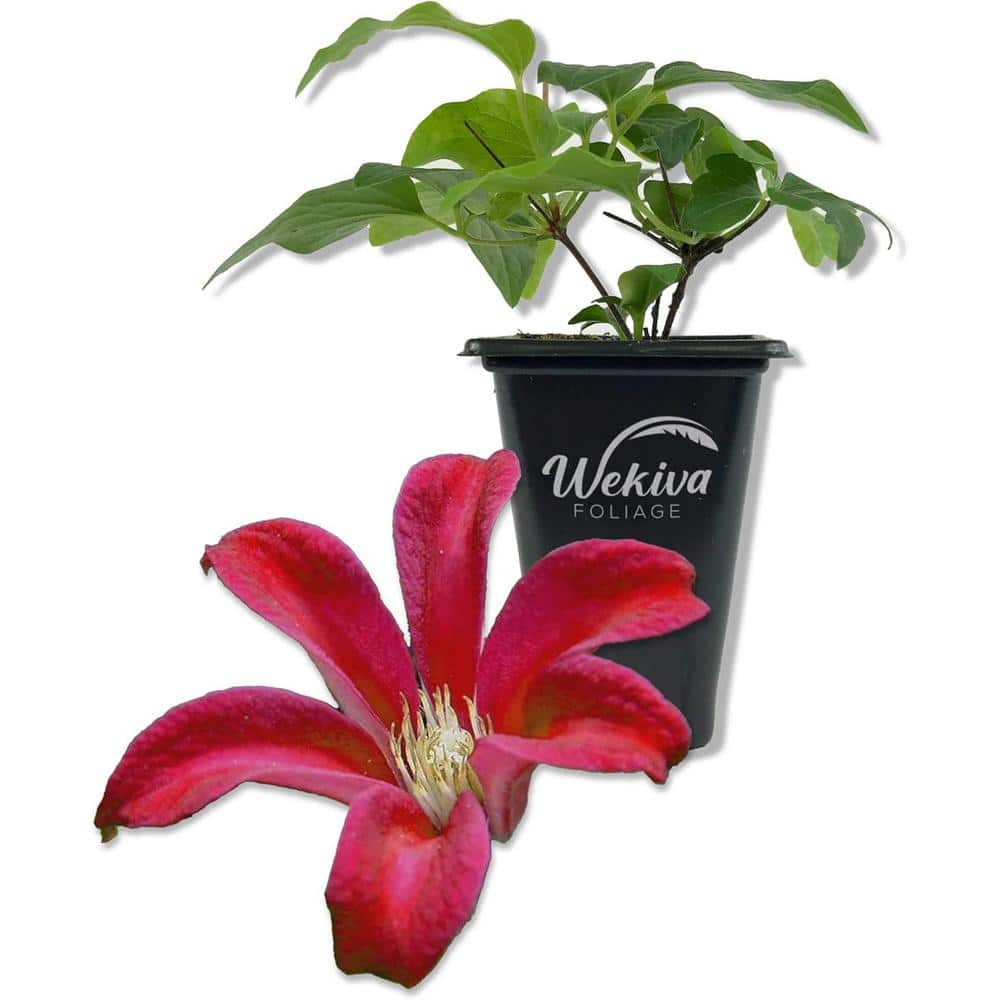 Clematis Gravetye Beauty-Live Starter Plant in a 2 Inch Growers Pot-Starter Plants Ready for The Garden - Hercitys