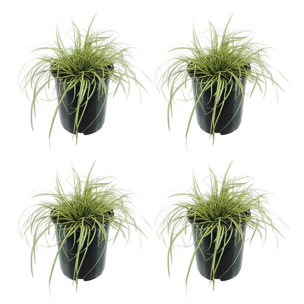 Perennial Grass Carex Oshimensis Evergold 2.5 Qt. 4-Pack - Hercitys