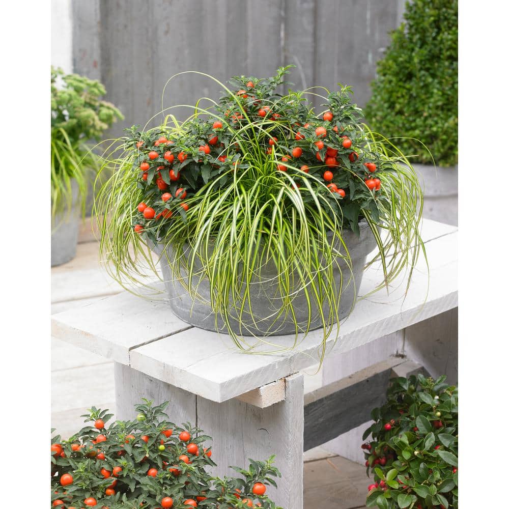 Perennial Grass Carex oshimensis Eversheen 1.0 qt. (2-Pack) - Hercitys