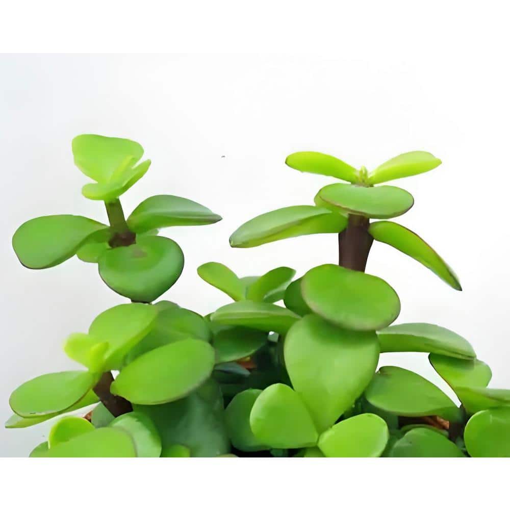 Trailing Elephant Bush Live Succulents Flower Baskets (3-Pack) - Hercitys