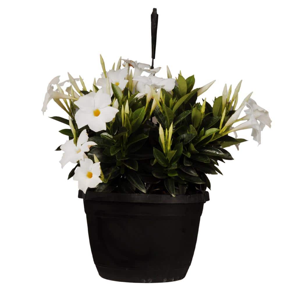 Premium 10 in. Hanging Basket 20 in. to 22 in. Tall Mandevilla White Blooming Flower Live Outdoor Plant - Hercitys