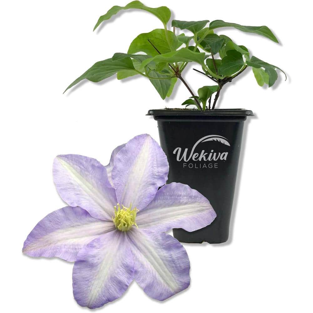 Clematis Silver Moon-Live Starter Plant in a 2 Inch Growers Pot-Starter Plants Ready for The Garden - Hercitys