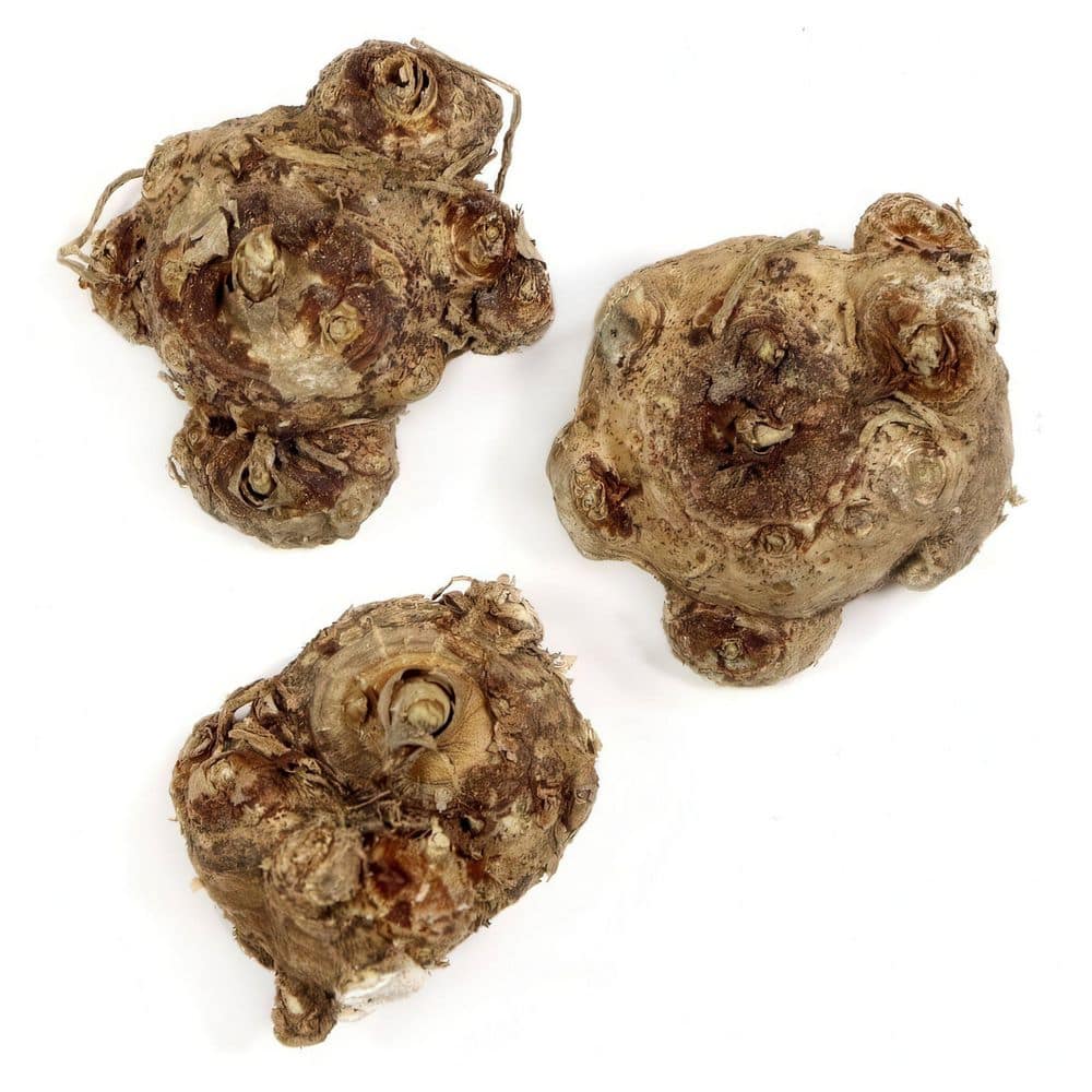 Calla Lily Sun Club Bulb (3-Pack) - Hercitys