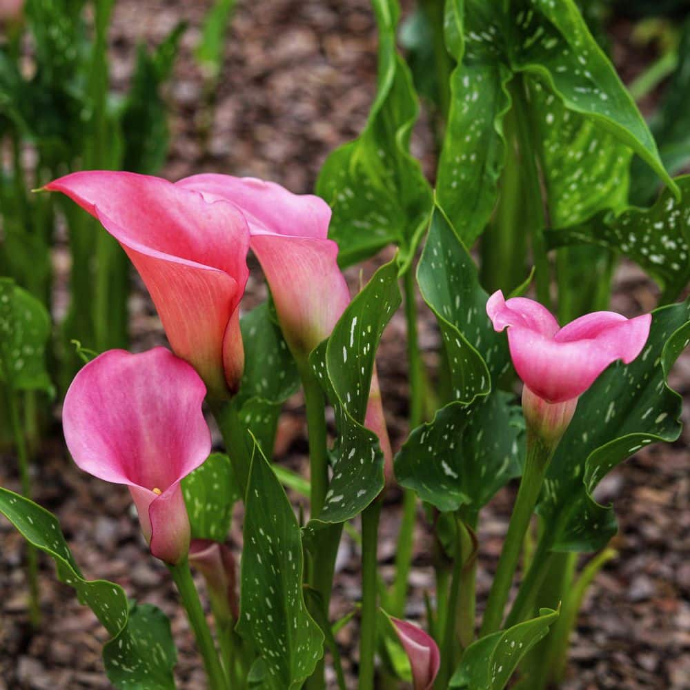 Calla Lily Zazu Bulb (3-Pack) - Hercitys