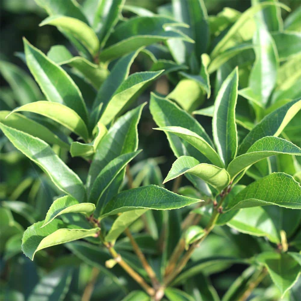 Evergreen Tea Olive Shrub in 1 Gal. Grower’s Pot - Hercitys