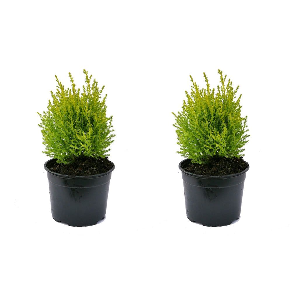 Perennial Cupressus m. Goldcrest 2.5 qt. (2-Pack) - Hercitys
