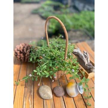 Phyla Nodiflora Herb Plant (1-Pack) - Hercitys