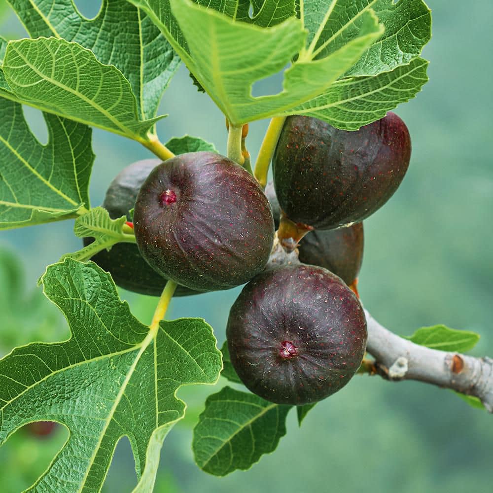 7 gal. Black Mission Potted Fig Plant - Hercitys