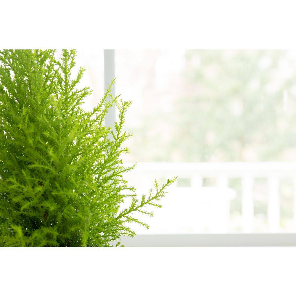 Perennial Cupressus m. Goldcrest 2.5 qt. (2-Pack) - Hercitys