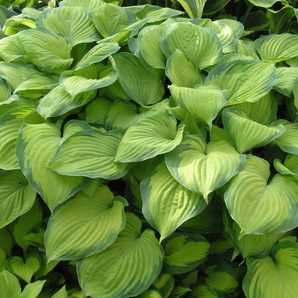 Bare Root Guacamole Hosta Perennial Plant with Green Foliage ( 3-piece ) - Hercitys