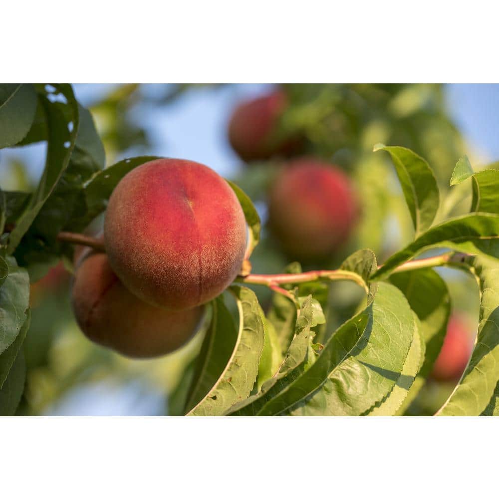 Flavortop Nectarine Tree Bare Root - Hercitys