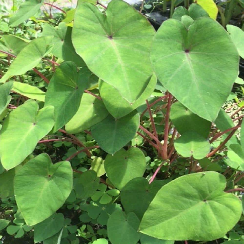 Givhandys 4 in. Potted Pink China Taro Bog/Marginal Aquatic Pond Plant Perennial - Hercitys