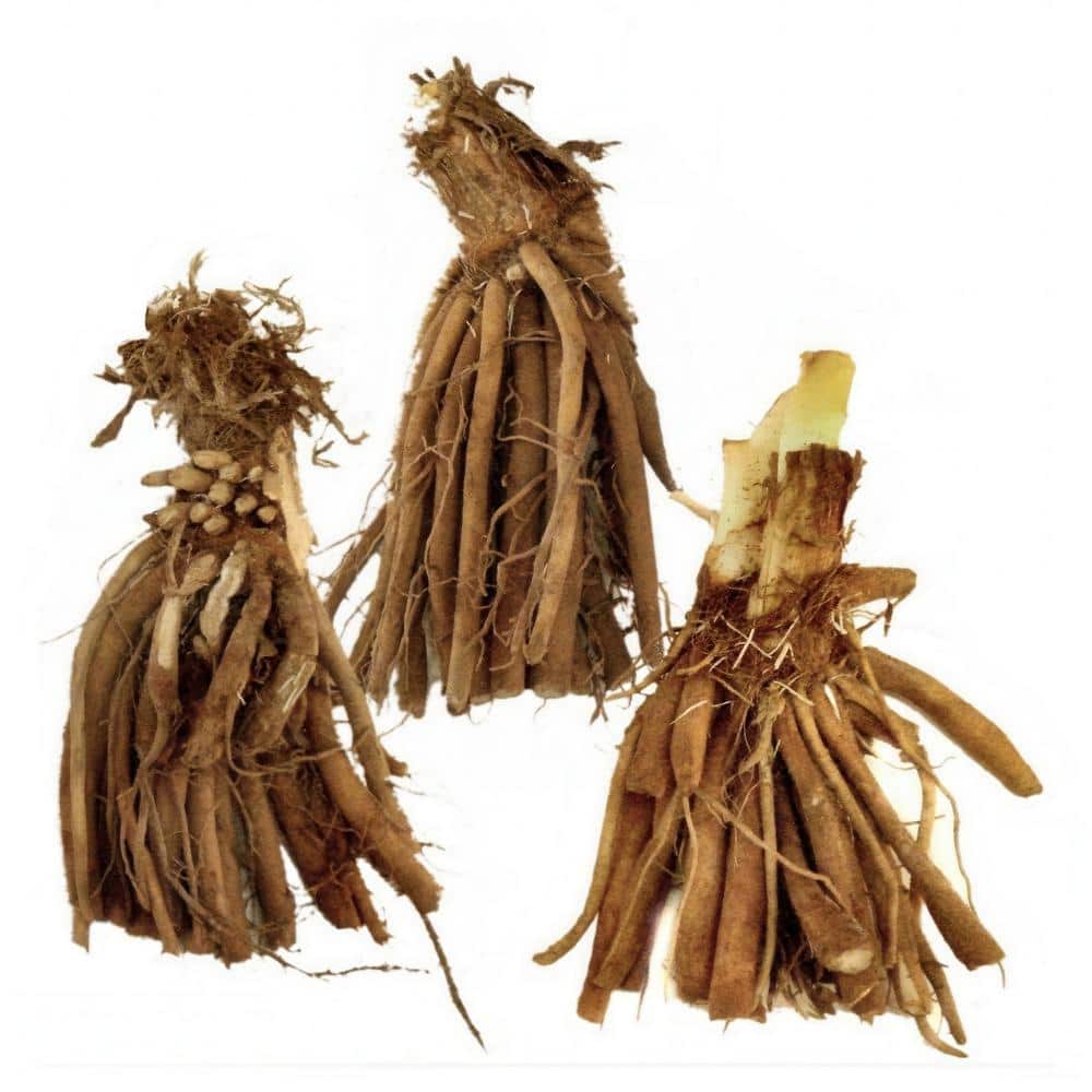 Bareroot Daylily Pardon Me Perennial Plant with Red Flowers (3-Pack) - Hercitys