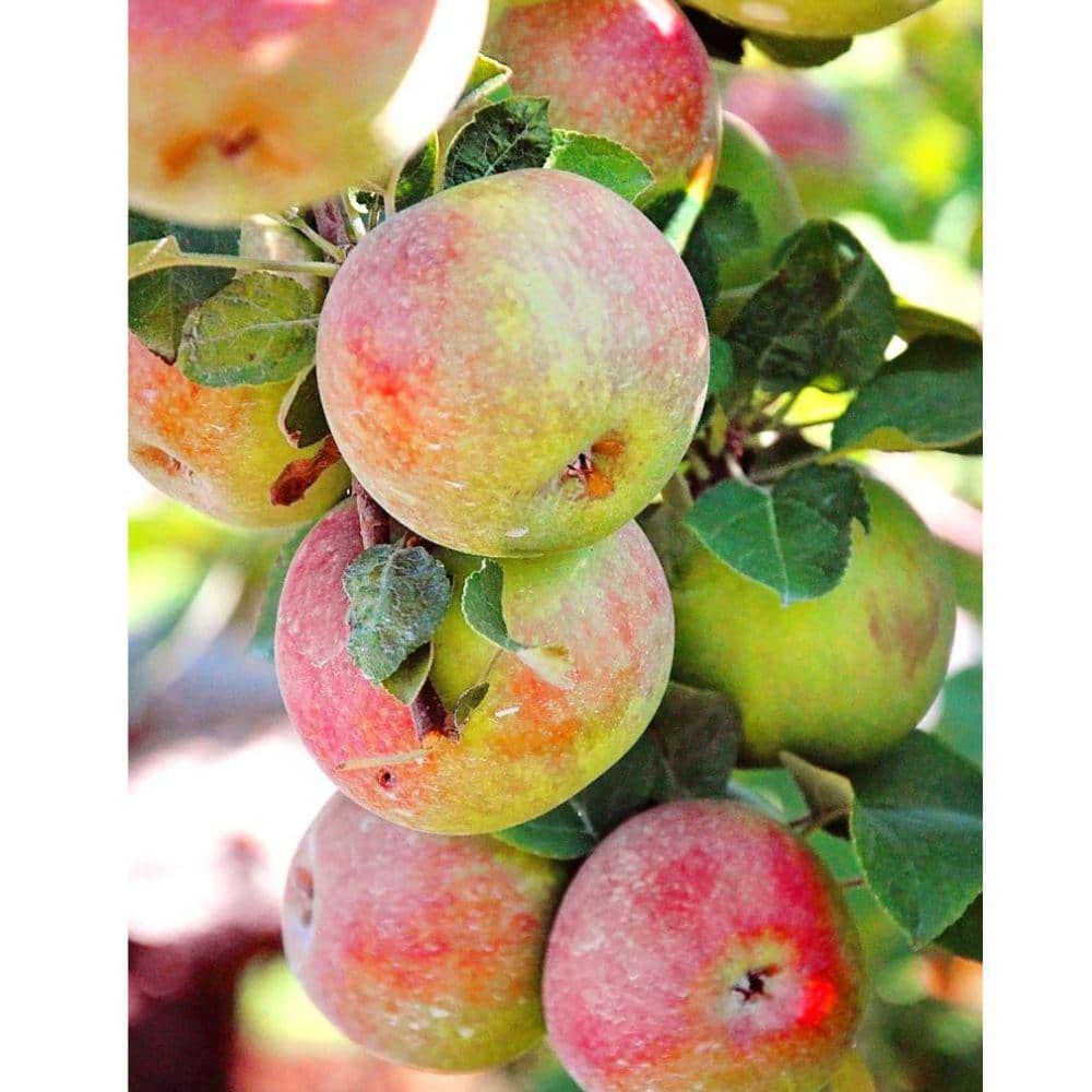 7 Gal. Semi-Dwarf McIntosh Apple Tree - Hercitys