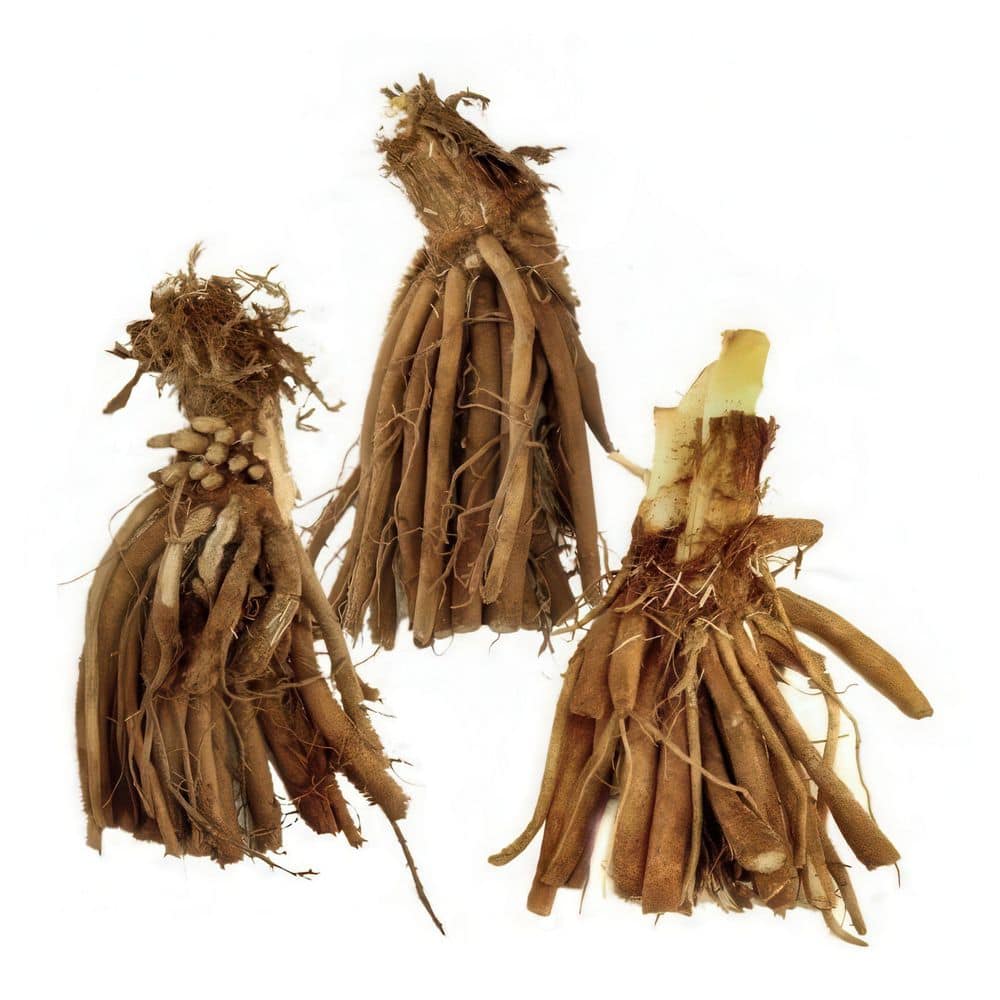 Bare Root Daylily Handwriting on the Wall (3-Pack) - Hercitys